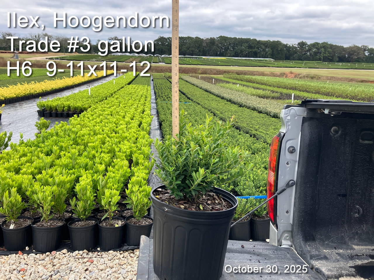 gallery/hog3t h6 oct30.jpg